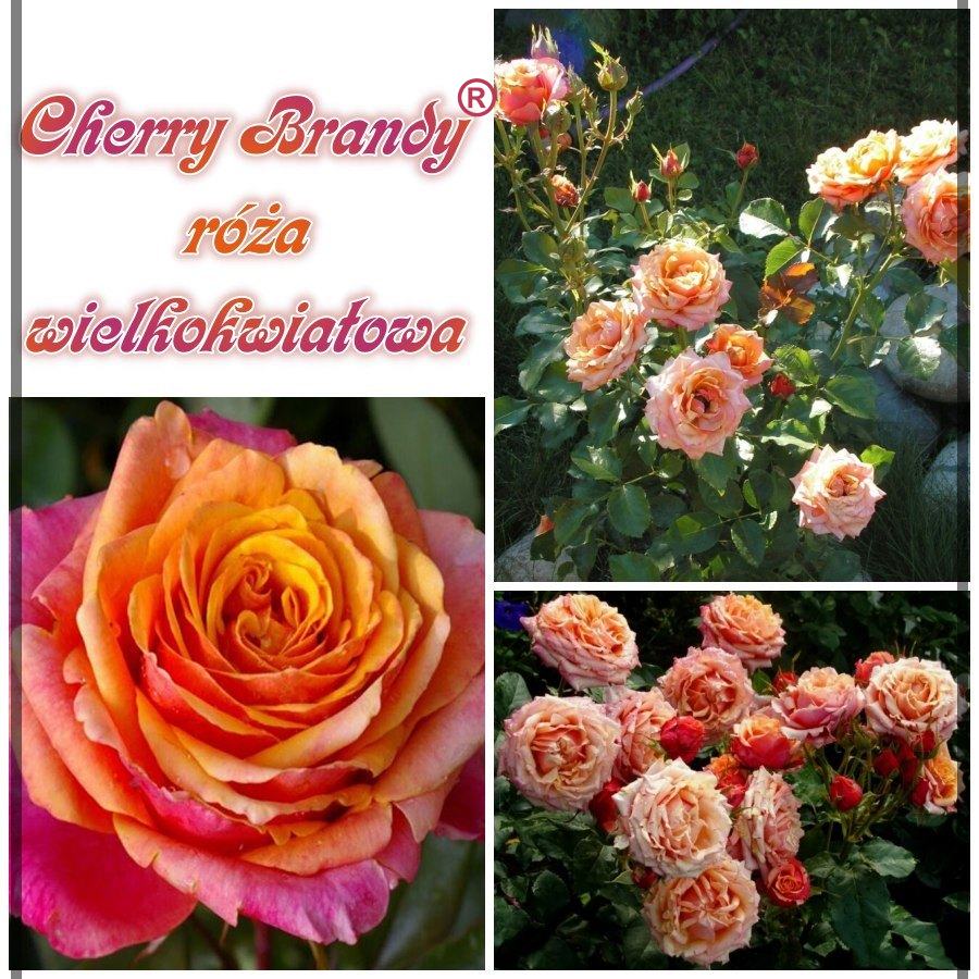 Cherry Brandy róże wielkokwiatowe kol